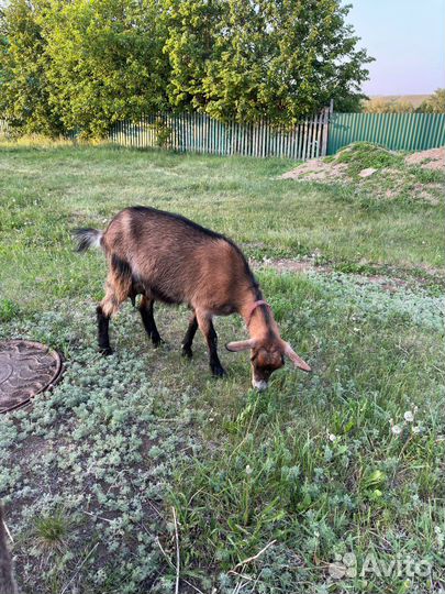 Чешско-альпийские козы и козочки