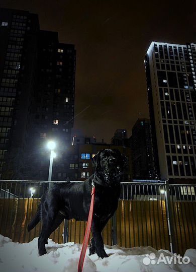 Вязка собак лабрадор черный