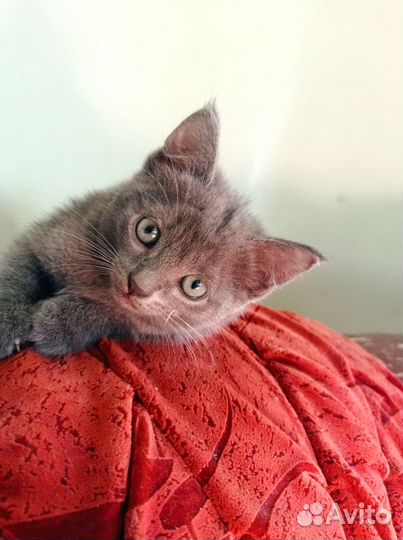 Кошки в добрые руки бесплатно