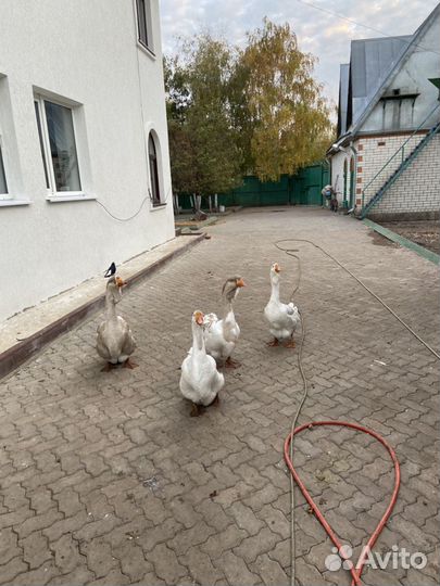 Холмогорские гуси