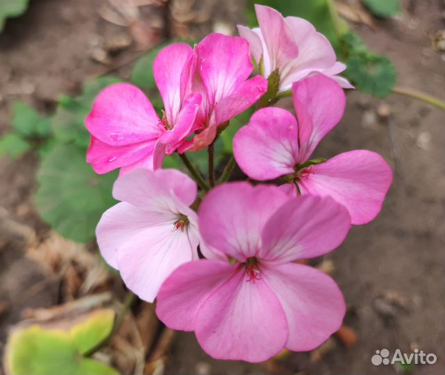 Пеларгония зональная. Разные оттенки в одном кашпо