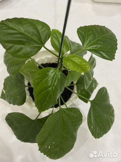 Гибискус китайская роза