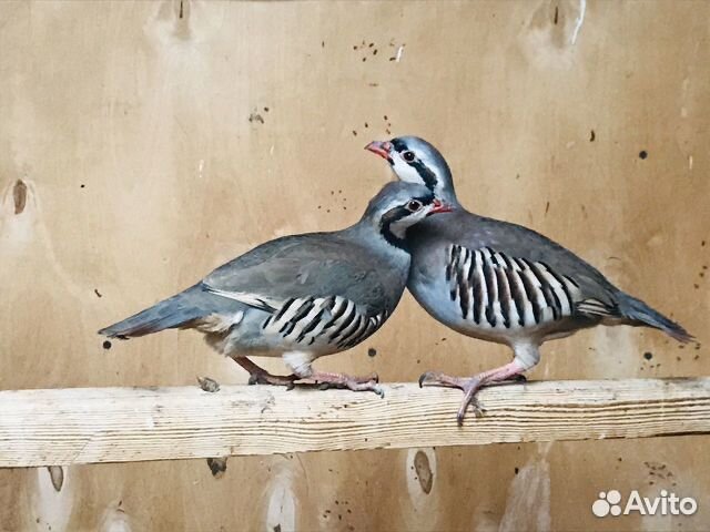 Куропатки кеклики