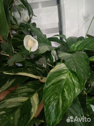 Спатифиллумы редкие