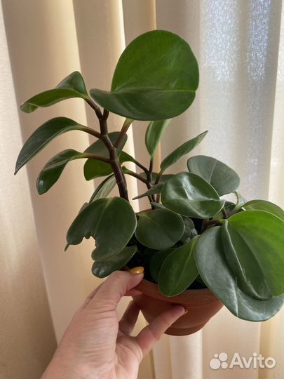 Пеперомия туполистная