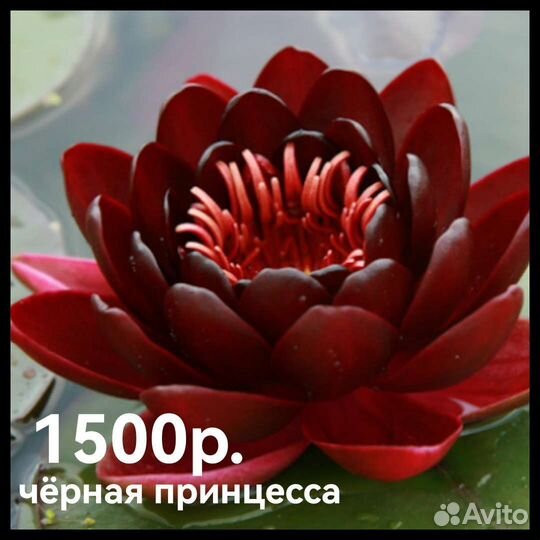 Нимфеи для пруда