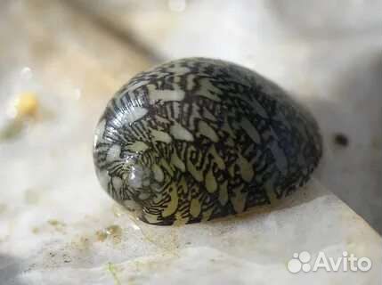 Улитки теодоксусы. Креветки. Растения