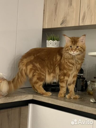 Котята Мейн-кун полидакт