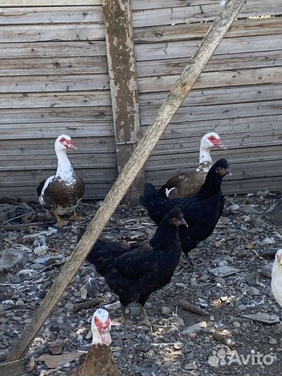 Холмогорские гуси