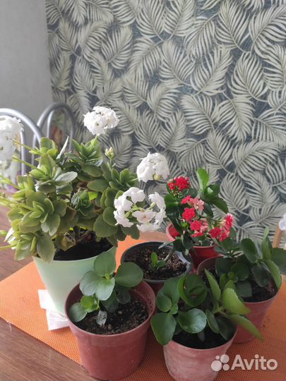 Каланхоэ блоссфельда