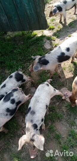Продаются поросята