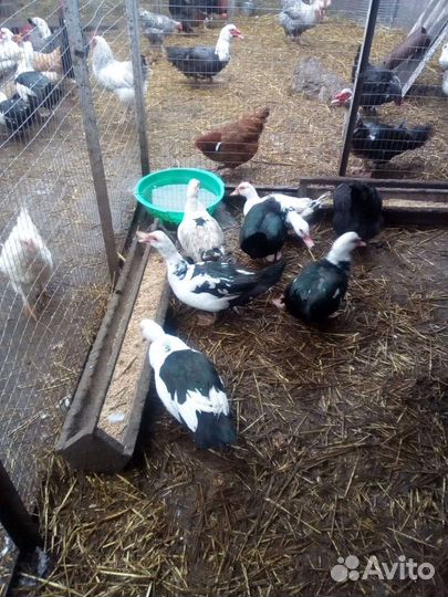 Циплята домашнии,индоутята, кролики