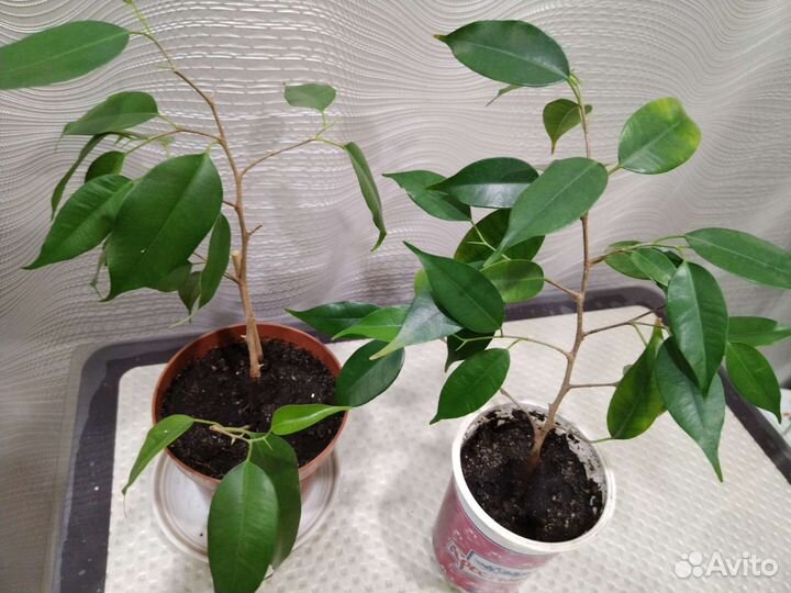 Фикус бенжамина