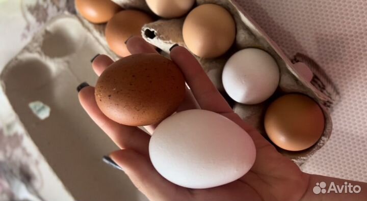 Яйца куриные домашние