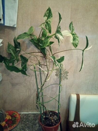 Сингониум империал вайт