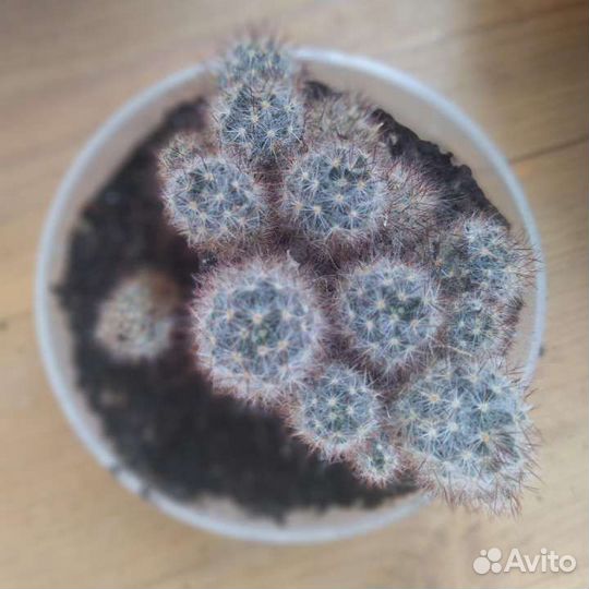 Кактус Мамиллярия