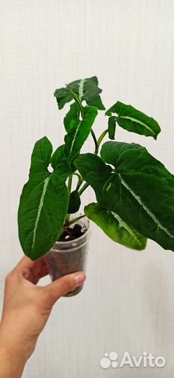 Сингониум Вендланда