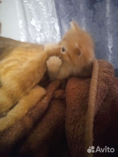 Котик бесплато