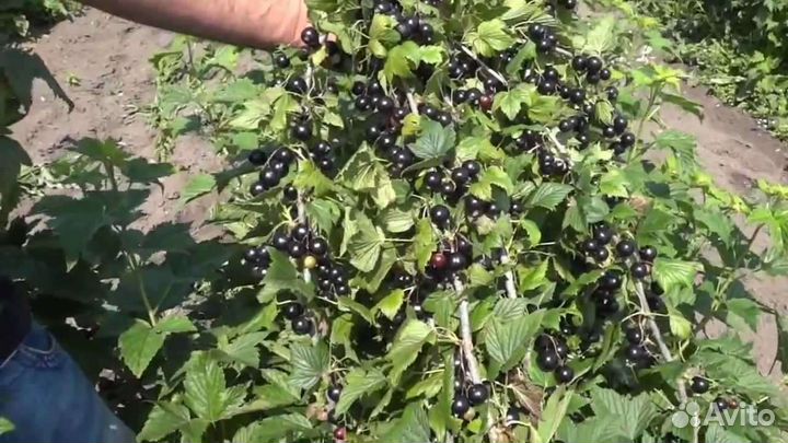 Чёрная, красная, белая смородина крупноплодная