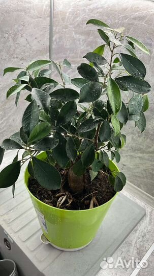 Комнатные цветы