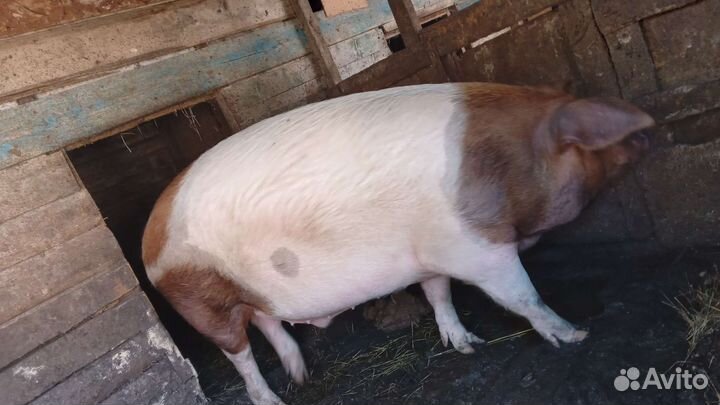 Поросята ландрас дюрок