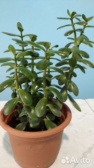 Алоэ, денежное дерево, фиалки, пеларгония