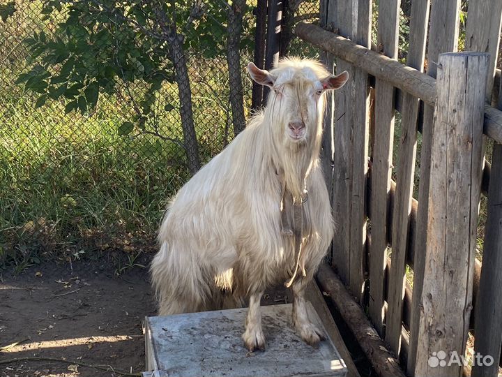 Козел зааненский