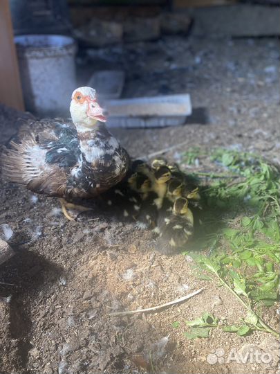 Мускусные утки индоутки индоутята