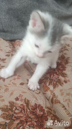 Кошка