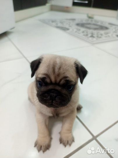 Щенки мопса