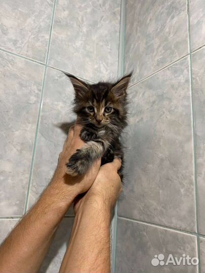 Котята мейн-кун