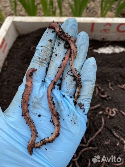 Черви для рыбалки дендробена