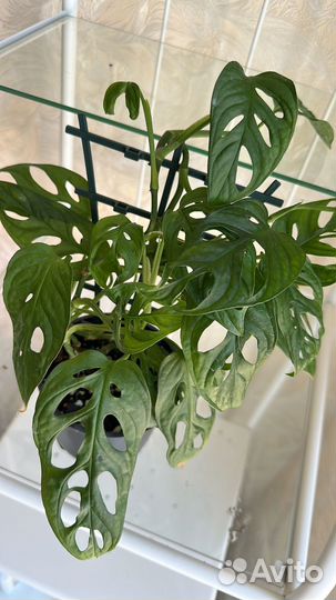 Монстера манки маск