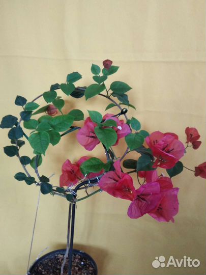 Бугенвиллия