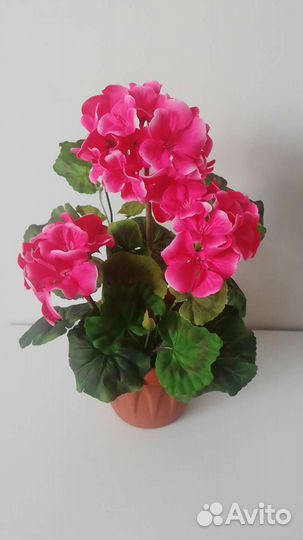 Герань (пеларгония)