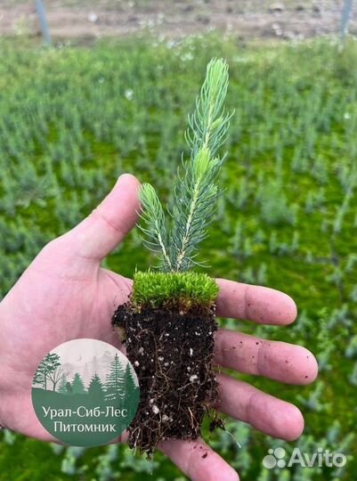 Сеянцы зкс Сосна окс Ель Лиственница Горная