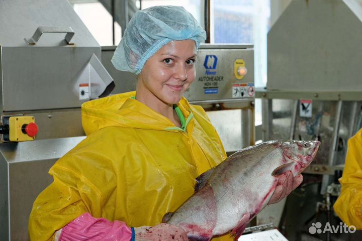 Обработчик рыбы/разнорабочий