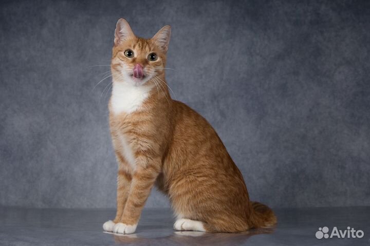 Котик Алёша