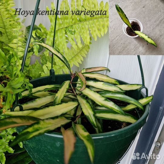 Хойи, предлагаю укорененные черенки