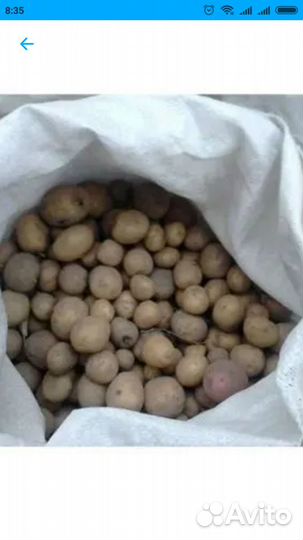 Картофель мелкий на корм скоту