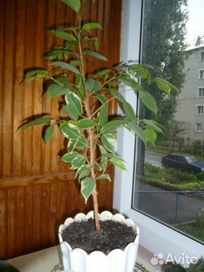 Фикус Бенджамина