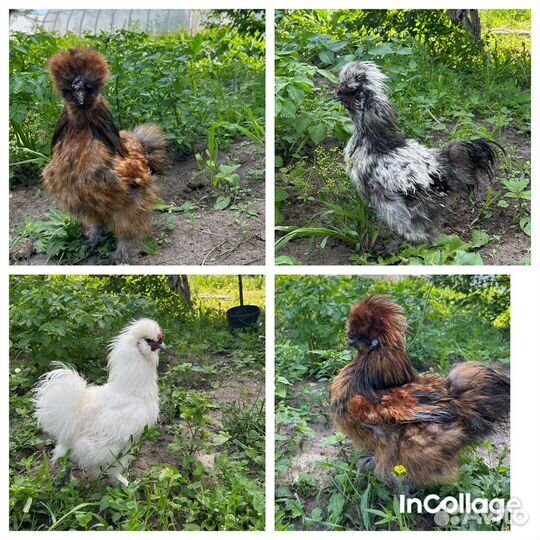 Китайская хохлатая