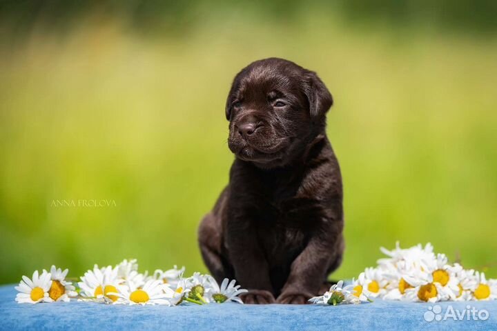 Щенки лабрадора