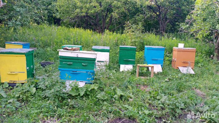 Улей с пчелами
