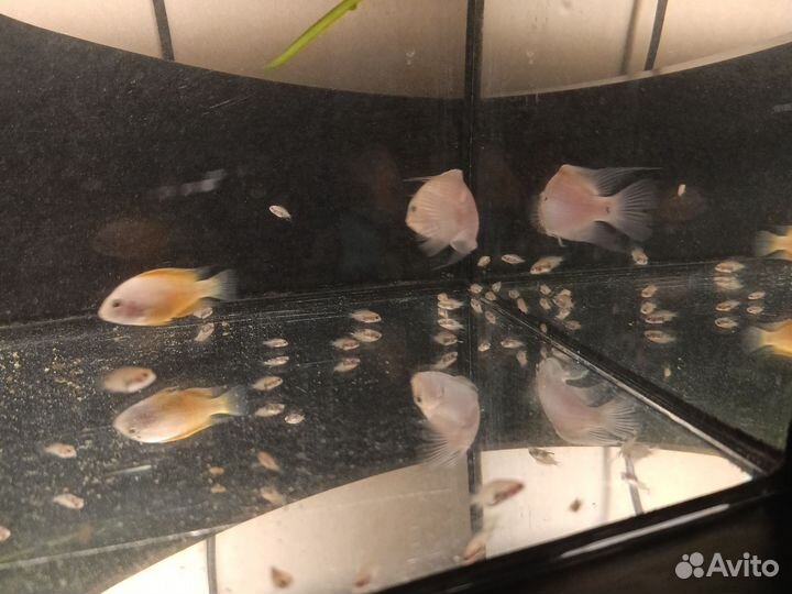 Аквариумные рыбки и аквариум