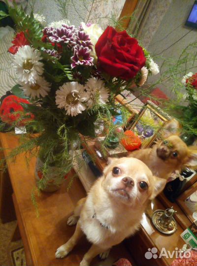 Вязка Кобель Чихуахуа