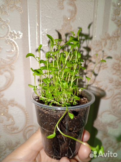 Петуния, лобелия, ипомея батат