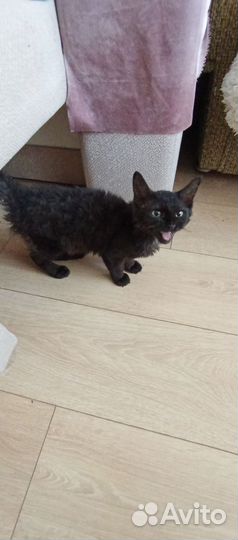 Отдам в добрые руки