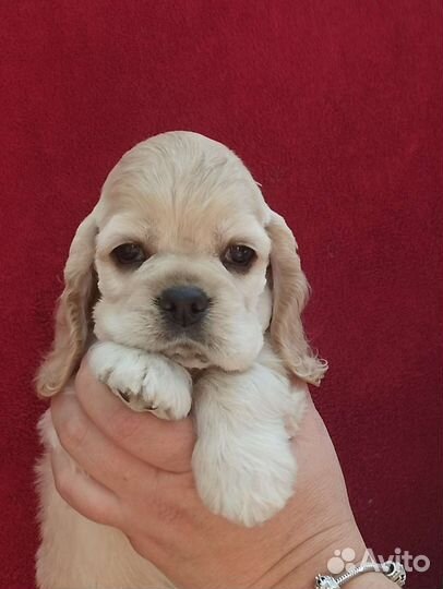 Кокер спаниель