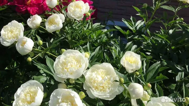 Пион Дюшес де Немур, корневище